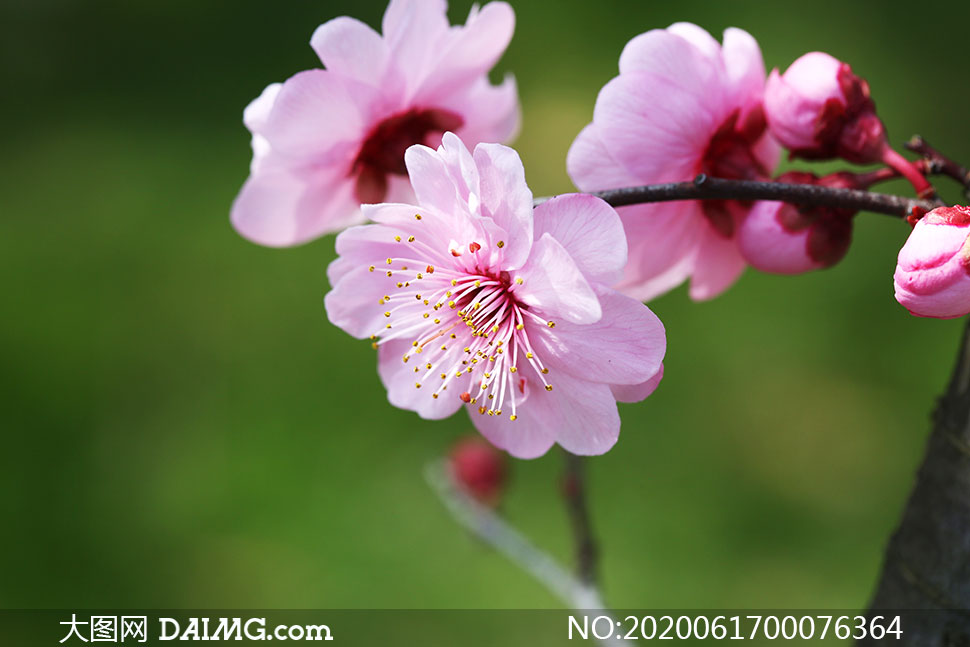盛开的粉色梅花高清摄影图片