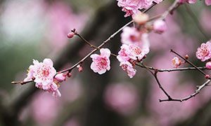 枝頭上盛開的梅花和花苞攝影圖片