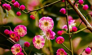 盛開(kāi)的紅梅花和花苞攝影圖片