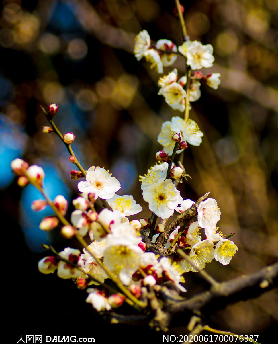 寒冬中盛开的梅花高清摄影图片