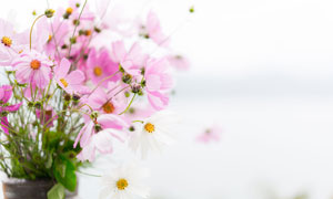 花盆中盛开的粉色格桑花摄影图片