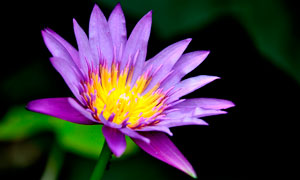 盛开的紫色睡莲高清摄影图片