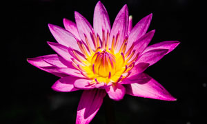 美丽盛开的睡莲花高清摄影图片