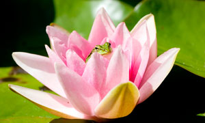 盛开莲花中的青蛙摄影图片