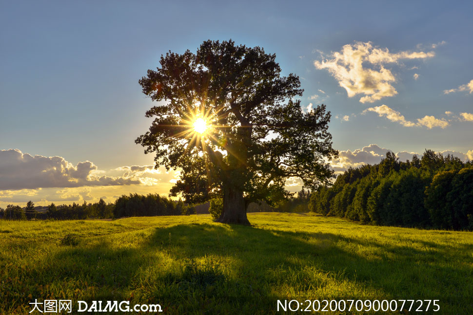 夕阳下的大树和草地高清摄影图片_大图网图片素材