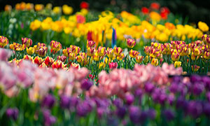 花园里的多种郁金香花摄影高清图片