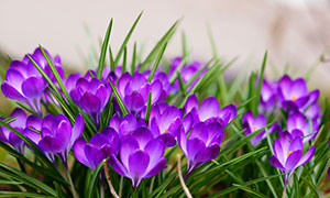 紫色的番红花植物特写摄影高清图片