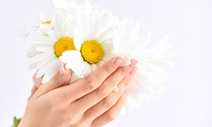 双手中的几朵白色菊花摄影高清图片