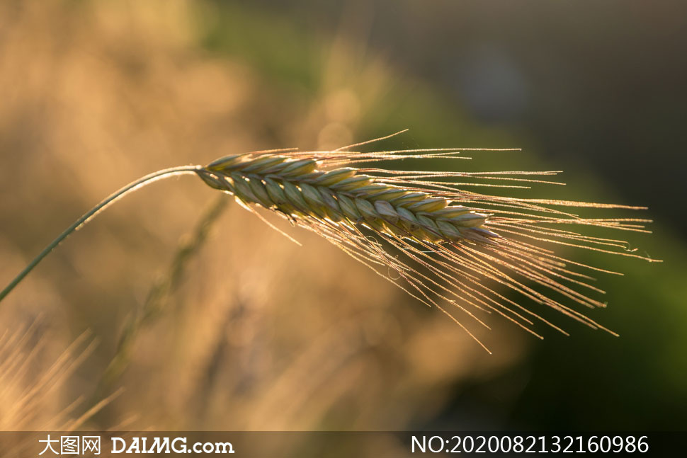 快要成熟的小麦穗逆光摄影高清图片