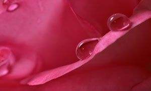 红色树叶上的晶莹水珠摄影高清图片