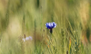 田地里盛开的蓝色花朵摄影高清图片