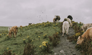 花草植物与低头吃草的牛群高清图片
