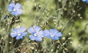 开出蓝色花的花卉植物摄影高清图片
