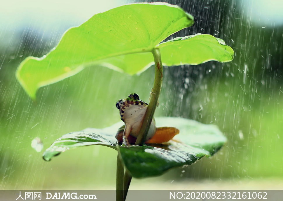 雨中荷叶上的青蛙特写摄影高清图片