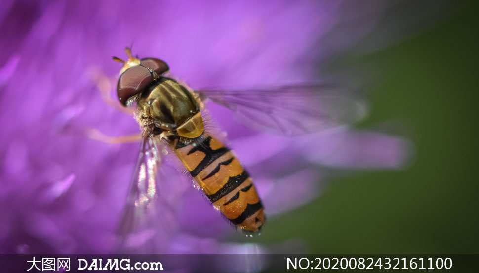 紫色花朵上的蜜蜂特写摄影高清图片