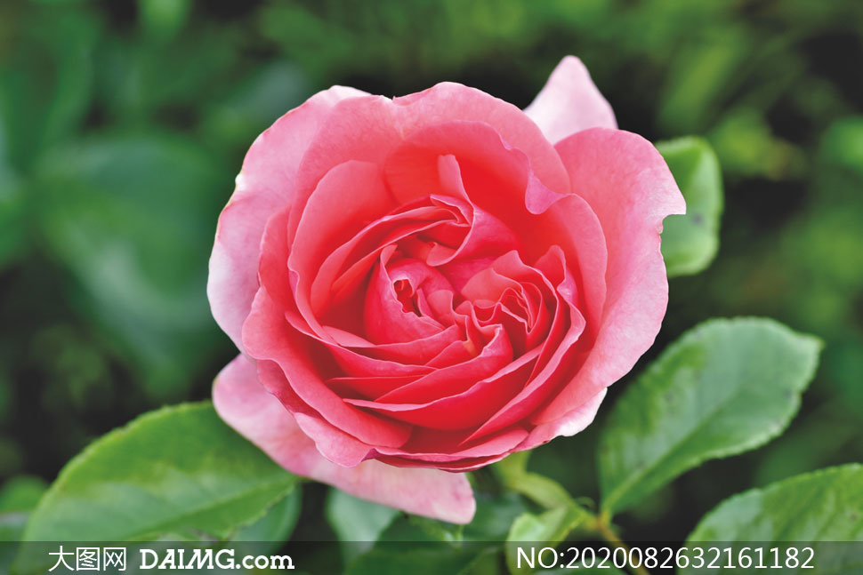花卉植物 > 素材信息         含苞待放的粉红色鲜花摄影高清图片