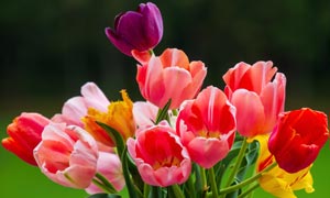 多种颜色的郁金香鲜花特写高清图片