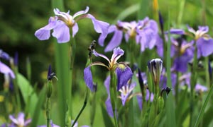 花期盛开的紫色鸢尾花摄影高清图片