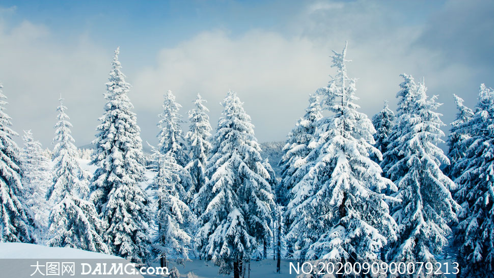 冬季雪后美丽的雪松景观摄影图片