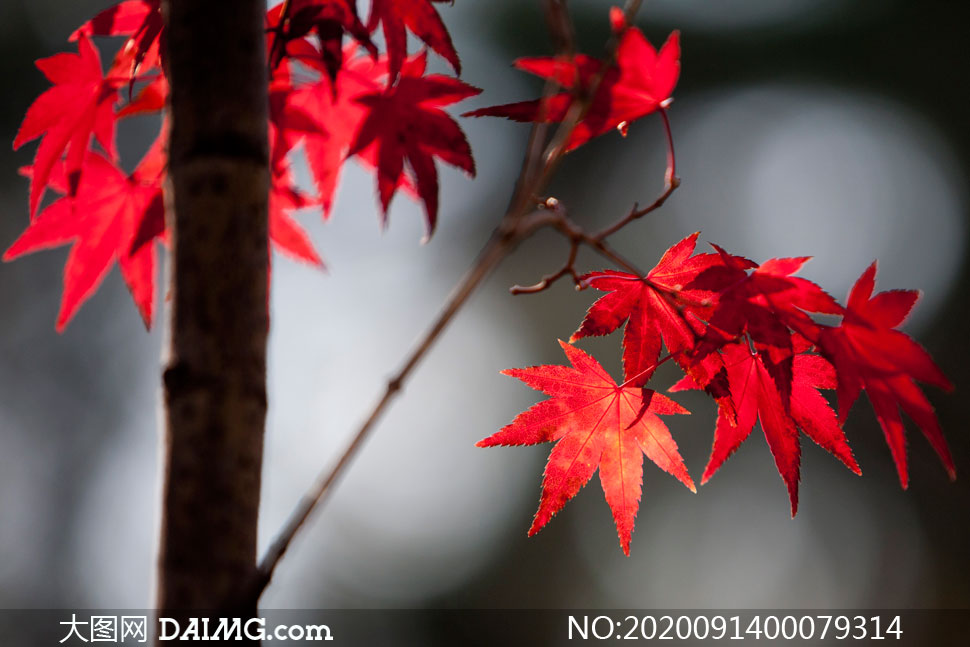 秋季红色枫叶特写高清摄影图片