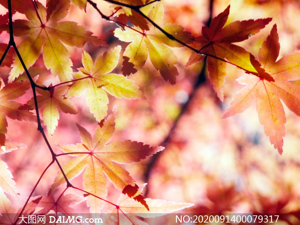 秋季金黄色枫叶美景摄影图片