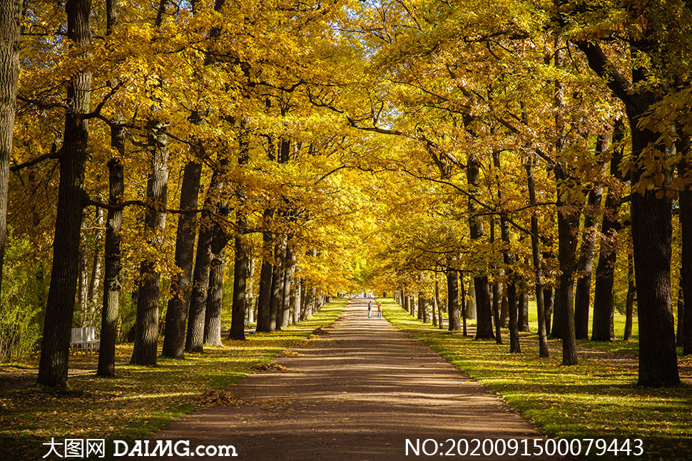 秋季公园里的大树和道路高清摄影图片