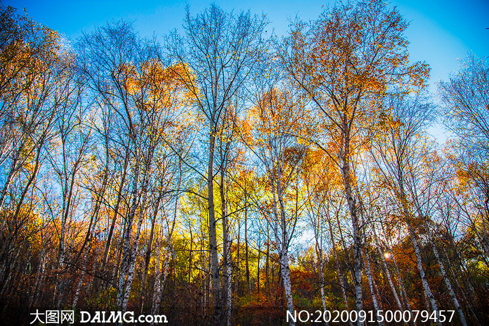 秋季蓝天下的树林高清摄影图片