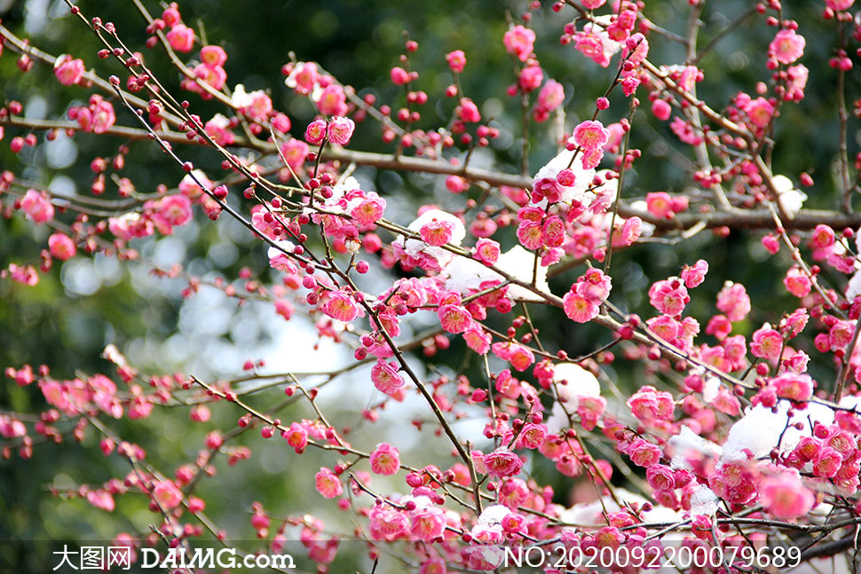 冬季雪后盛开的梅花摄影图片