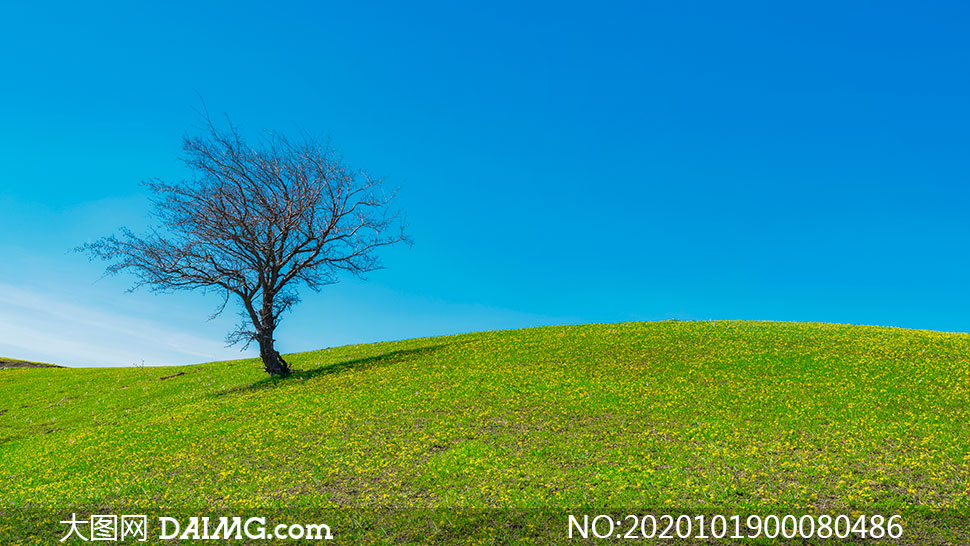 蓝天下草原上的大树摄影图片