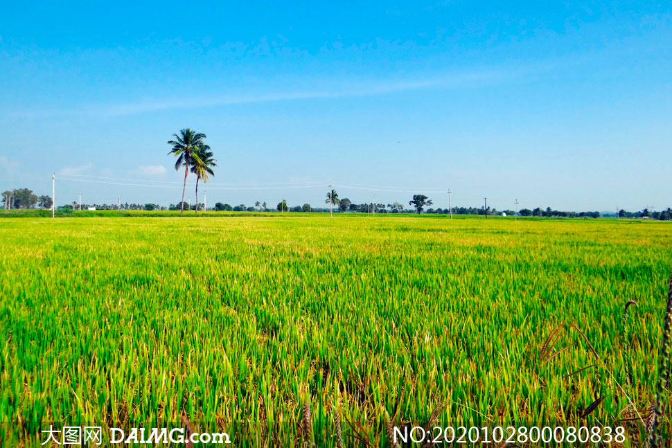 田园一望无际的水稻稻田摄影图片
