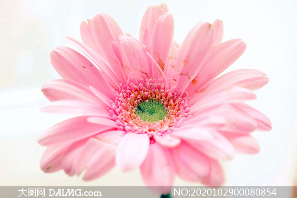 盛开的粉色菊花特写高清摄影图片