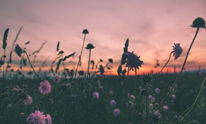 傍晚野花和植物剪影高清摄影图片