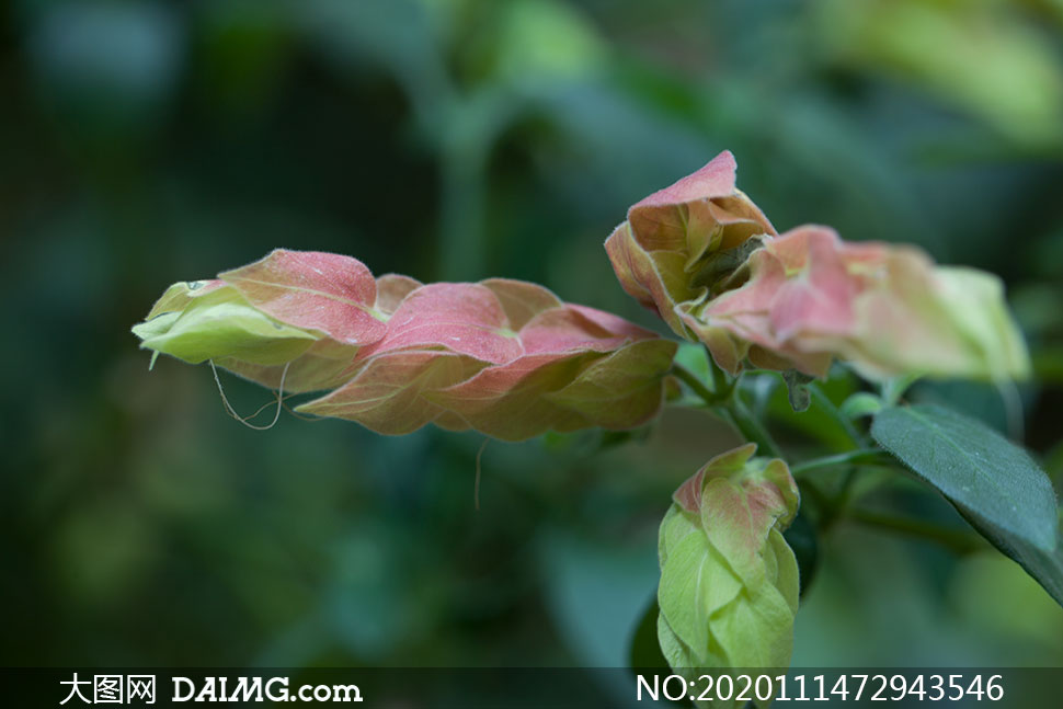 绿叶花卉植物近景特写摄影原片素材