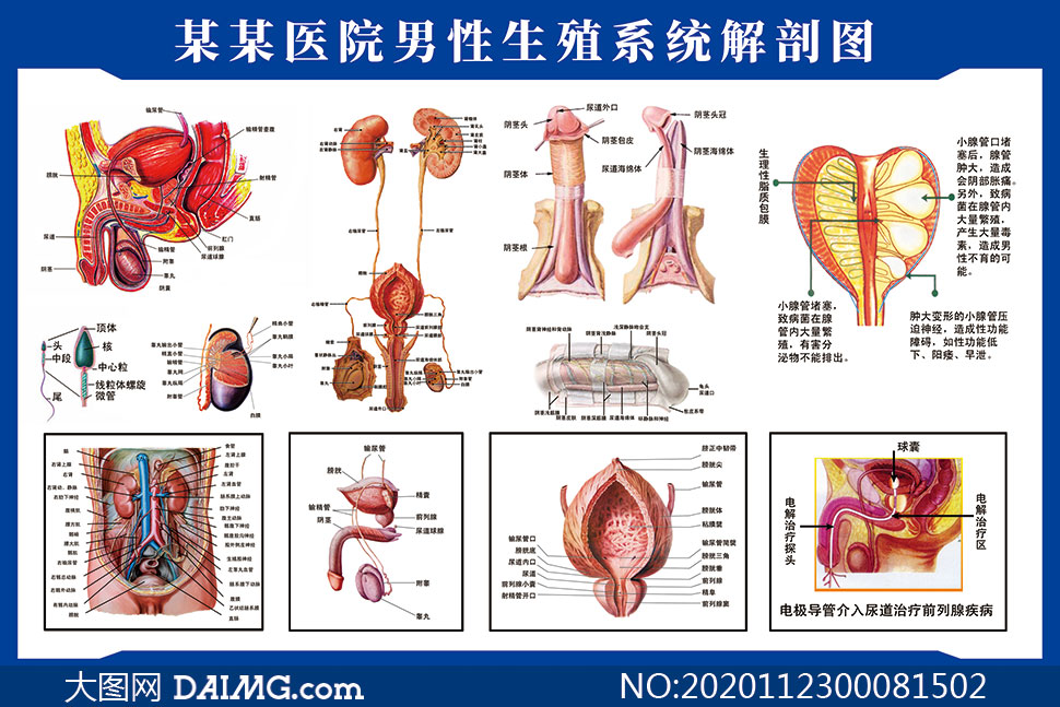 男性生理构造全身图片