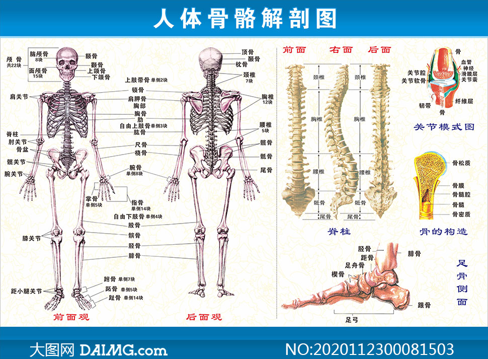 人体骨骼解剖图设计矢量素材