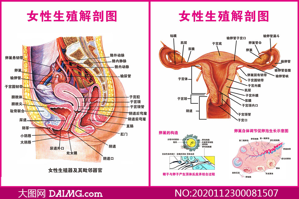 女性人体生殖系统解剖图矢量素材