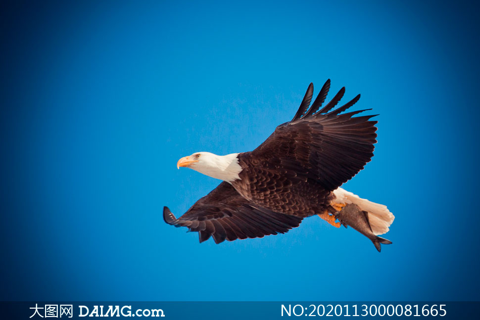 蓝天中飞翔的老鹰高清摄影图片