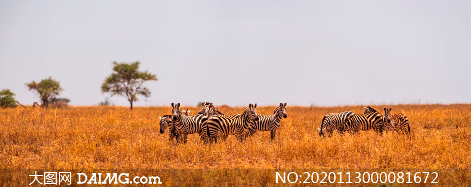 非洲草原上的斑马群摄影图片