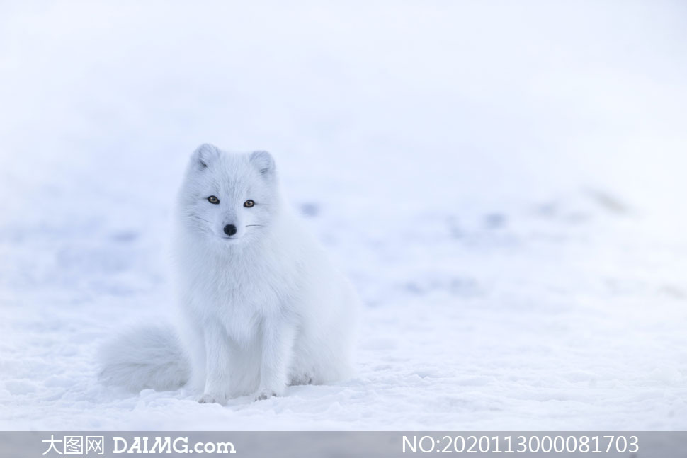 冬季雪地中的白狐摄影图片