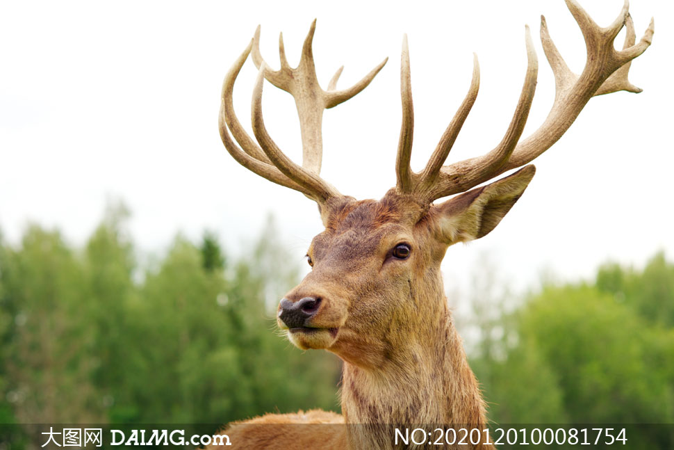 高清图片 动物百态 > 素材信息        趴在草地上的麋鹿高清摄影图片