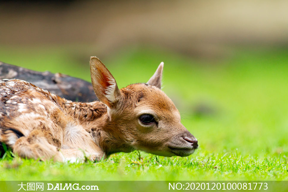 趴在草地上的幼鹿高清摄影图片