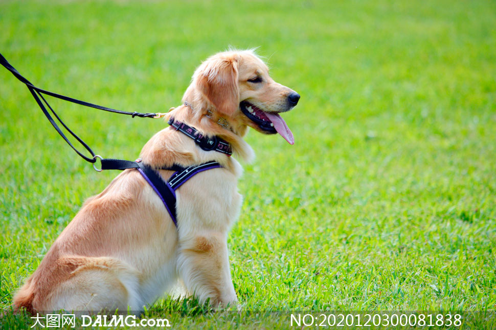 草地上蹲着的金毛犬摄影图片_大图网图片素材