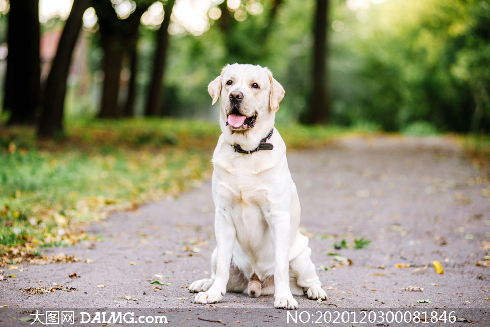 蹲在马路上的拉布拉多犬摄影图片_大图网图片素材