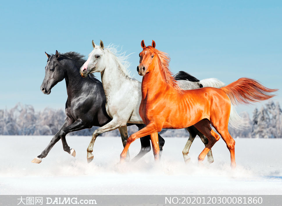 雪地里奔跑的骏马摄影图片