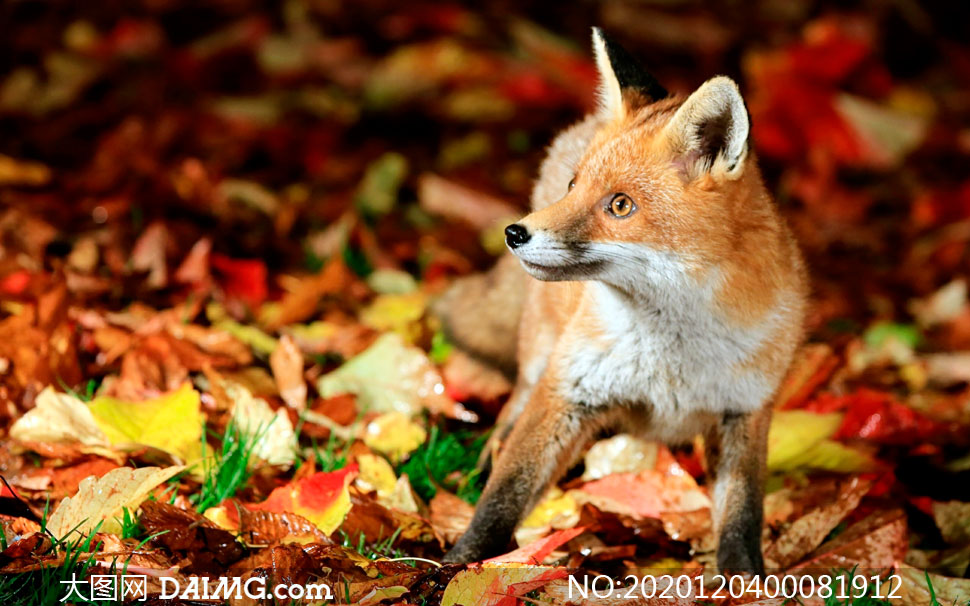 大图首页 高清图片 动物百态 > 素材信息        草丛中的小狐狸特写