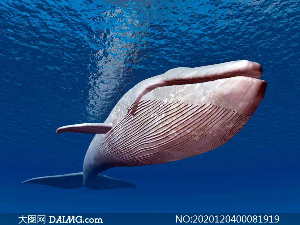 海洋中鲸鱼特写摄影图片