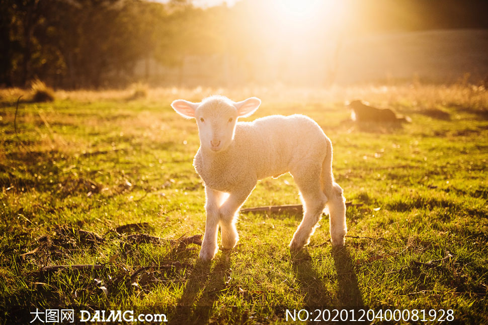 逆光草地上的小羊摄影图片