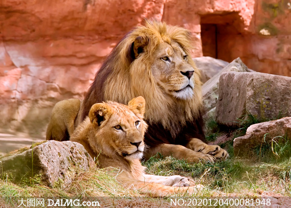 野生动物园里的大狮子和小狮子摄影图片