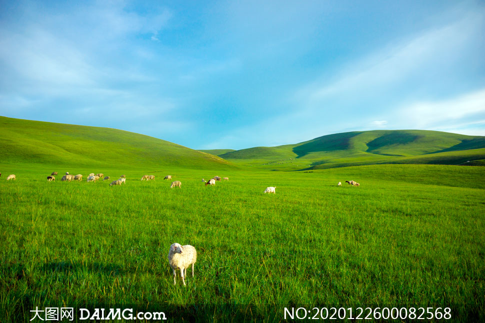 草原上的羊群高清摄影图片_大图网图片素材