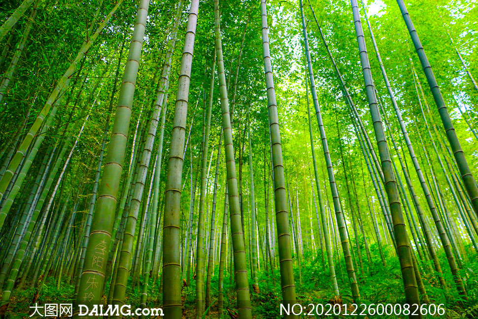 绿色竹林和竹海摄影图片